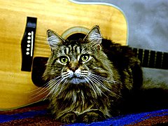 Champion Charlie Daniels, Maine Coon